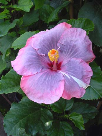 Tylene x Fifth Dimension