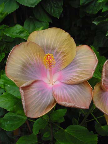 Tylene x Fifth Dimension