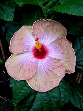 Topaz Glory x Fifth Dimension