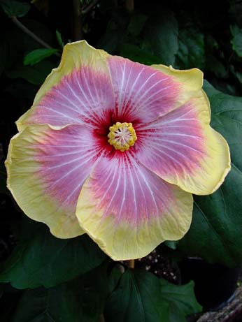 Topaz Glory x Fifth Dimension