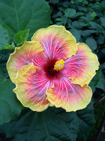 Topaz Glory x Fifth Dimension