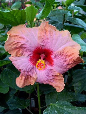 Topaz Glory x Fifth Dimension