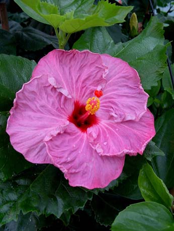 Twilight Glow x Fifth Dimension