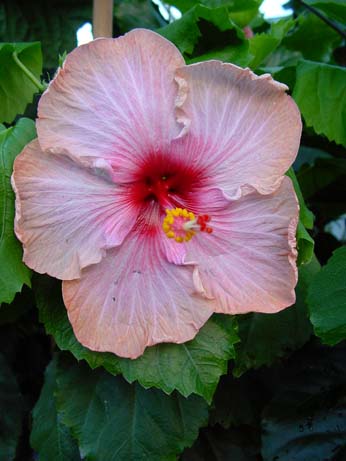 Twilight Glow x Fifth Dimension