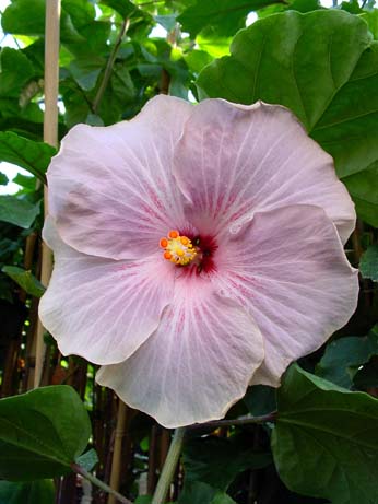 Fifth Dimension x Mary Louise