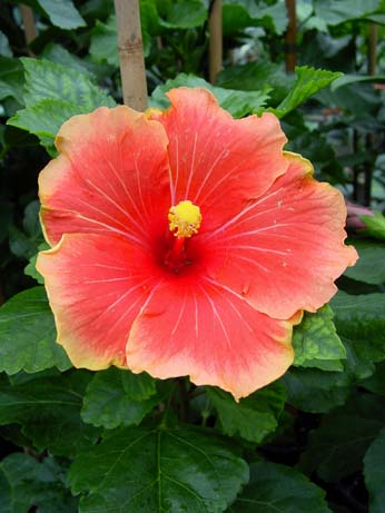 Orange Grove x Topaz Glory