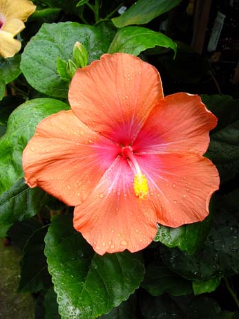 Orange Grove x Topaz Glory