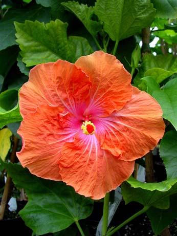 Madonna x Wallflower