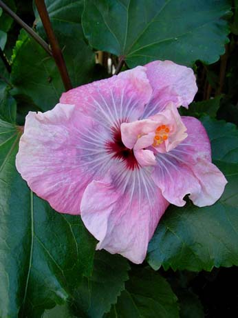 The Bride x Lady Adele