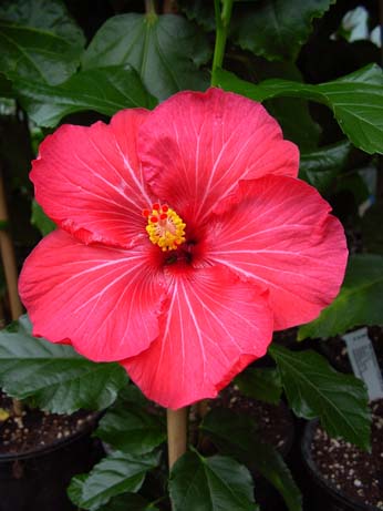 Tylene x Lady in Red