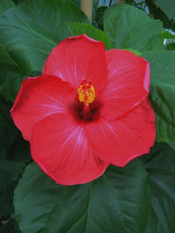Tylene x Lady in Red