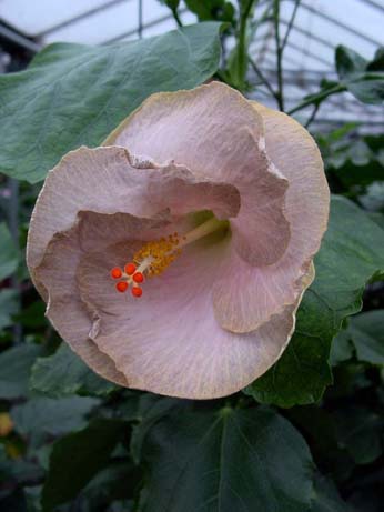 Fifth Dimension x Wallflower