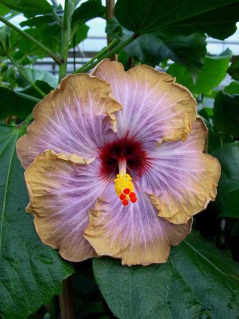 Fifth Dimension x Wallflower