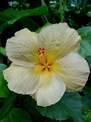 Tylene x Wallflower