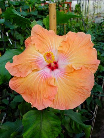 Topaz Glory x Jacqueline Koo