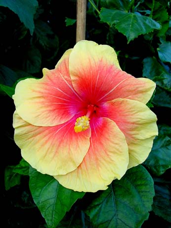 Topaz Glory x Jacqueline Koo