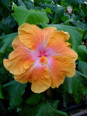 Topaz Glory x Jacqueline Koo