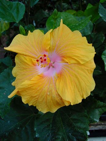 Topaz Glory x Jacqueline Koo