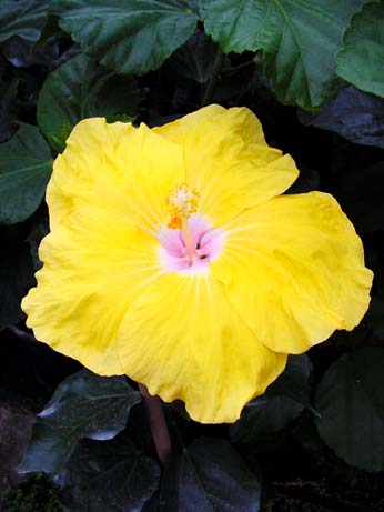 Topaz Glory x Jacqueline Koo