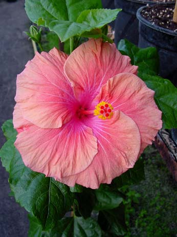 Tylene x White Kalakaua