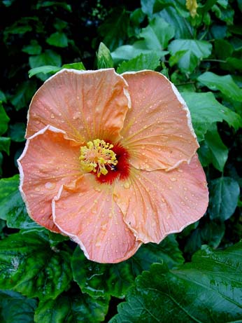 Madonna x Topaz Glory