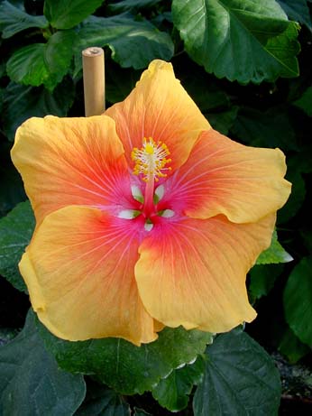 Fran G. x Topaz Glory