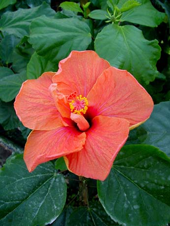 Fran G. x Topaz Glory