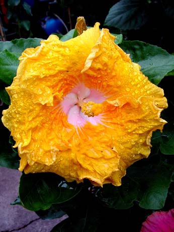 Zauberflote x Lady Cilento