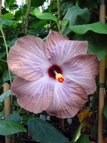 Fifth Dimension x Wallflower