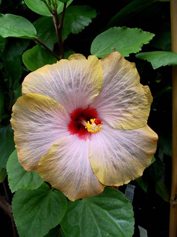 Fifth Dimension x Wallflower