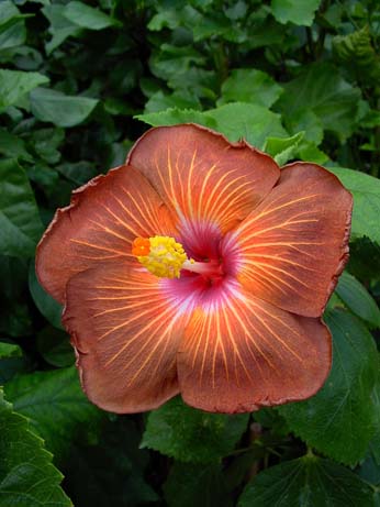 Fifth Dimension x Wallflower