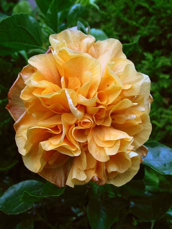 Snooks x Herm Geller