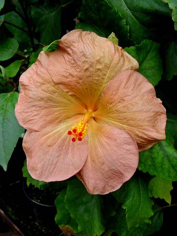 Topaz Glory x Wallflower