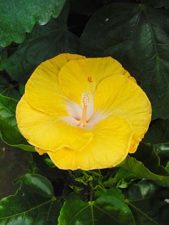 Tylene x Lady Cilento