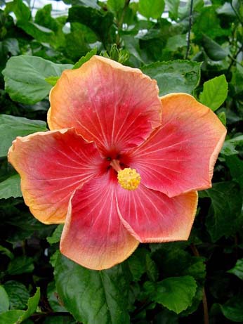 Fifth Dimension x Lilly Torbert