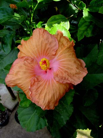 Tylene x Topaz Glory