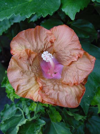 Tylene x Topaz Glory