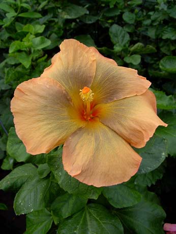 Tylene x Topaz Glory