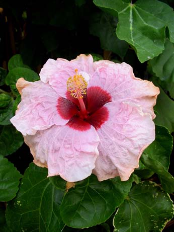 Herm Geller x Lady Adele