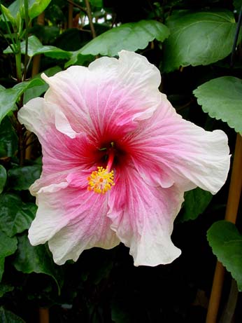 Madonna x Lilly Torbert