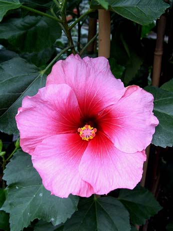 Orange Grove x Lady Adele