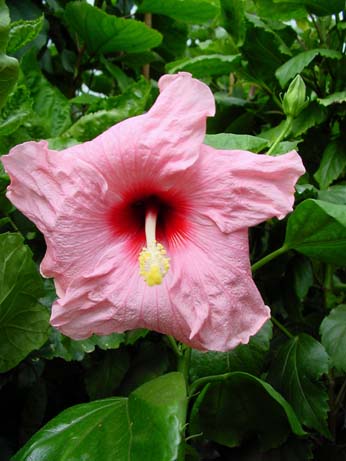 The Bride x Lady in Red