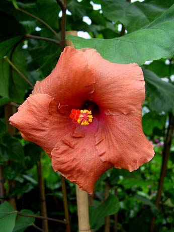 Topaz Glory x Wallflower