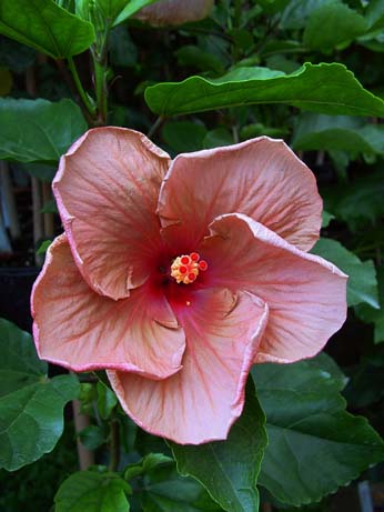 Topaz Glory x Wallflower