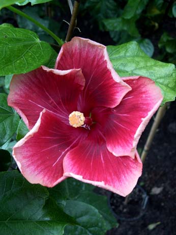 Orange Grove x Purple Majestic