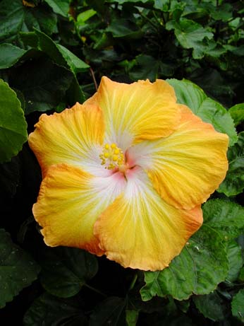 Fifth Dimension x Silver Memories