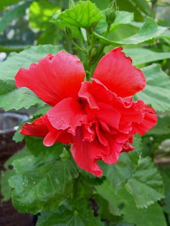 Thelma Bennel x Baby Blue