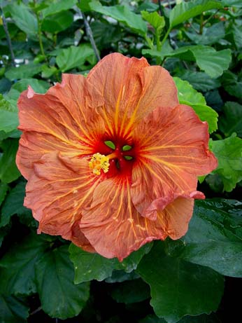 Wallflower x Fourth of July