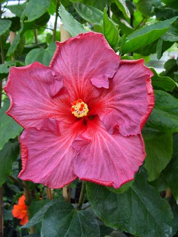 Wallflower x Fourth of July