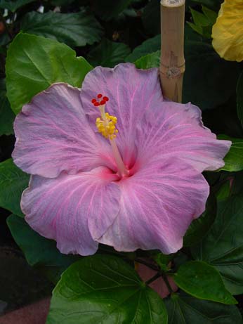 Wallflower x Fourth of July